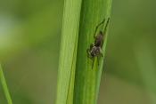 zakspin (clubiona sp.) 4-2012 9500